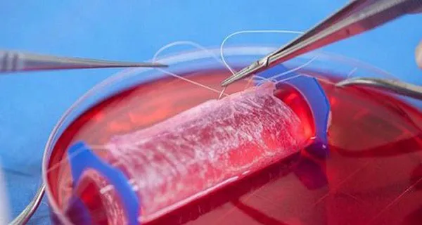 Hy vọng mới cho việc tái tạo dương vật ở người