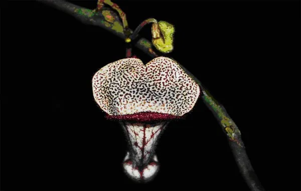 Hoa của loài Aristolochia xuanlienensis, thuộc họ Nam mộc hương, mới được phát hiện trên thế giới, tại khu bảo tồn thiên nhiên Xuân Liên