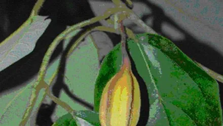 Quả của loài Aristolochia xuanlienensis
