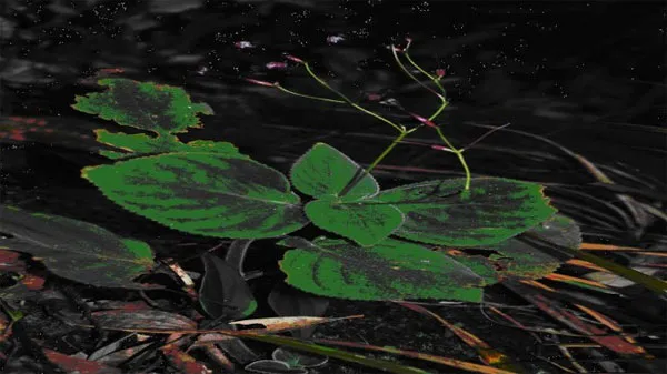 Loài Song quả lá bắc tím (Didymocarpus pupureobracteatus Smith) - loài mới của hệ thực vật Việt Nam, phát hiện tại khu bảo tồn thiên nhiên Xuân Liên.