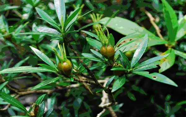 Loài Thuỷ thảo trắng (Kailarsenia lineata R.Br) - loài mới của hệ thực vật Việt Nam, phát hiện tại Khu BTTN Xuân Liên