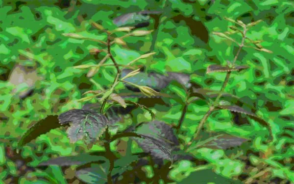 Loài Lữ đằng đứng (Lindernia megaphylla P.C) - loài mới của hệ thực vật Việt Nam, phát hiện tại Khu BTTN Xuân Liên