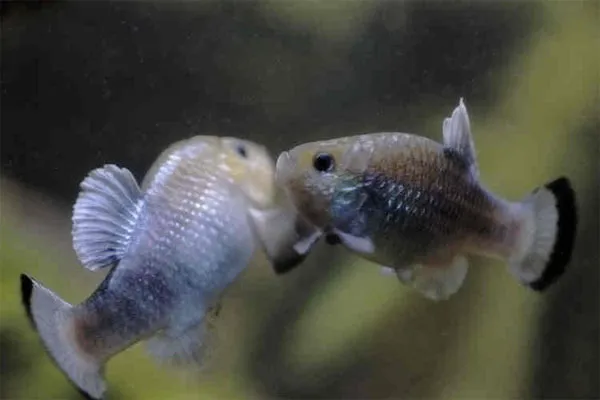 Cá Pupfish đắm mình trong nước nóng