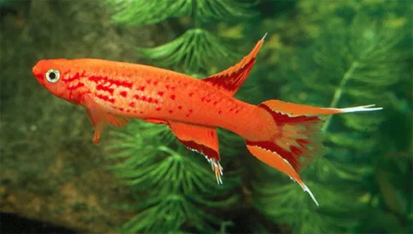 Cá cạn Killifish