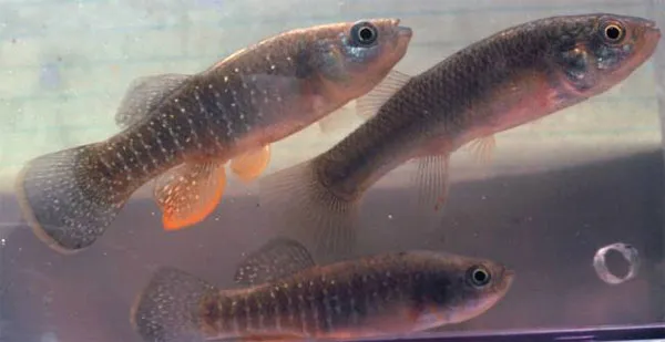 Cá Mummichog có khả năng sống thần kỳ