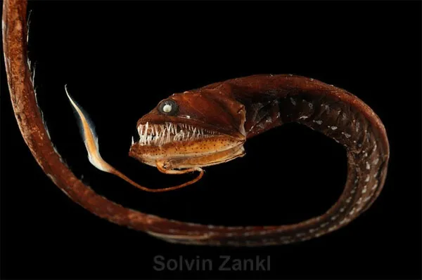 Cá rồng – Dragon fish
