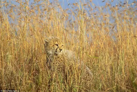Báo gấm con ẩn nấp giữa đám cỏ cao trong vườn quốc gia Masai Mara, Kenya.