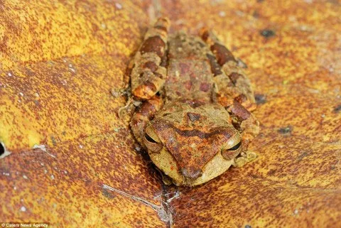 Ếch cây châu Á ngụy trang hoàn hảo thành màu lá trong khu bảo tồn Thung lũng Danum, Borneo, Malaysia.