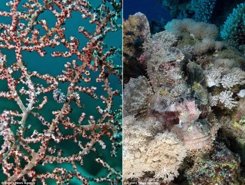 San hô xung quanh các đảo ở Indonesia là nơi lý tưởng để cá ngựa nhỏ ngụy trang (trái), trong khi san hô cũng là nơi để loài cá bọ cạp tránh kẻ thù.