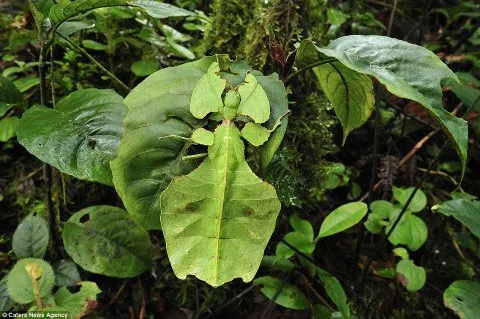 Đậu trên cây trong rừng ở Tây Malaysia, con côn trùng lá không lổ này rất khó bị phát hiện.