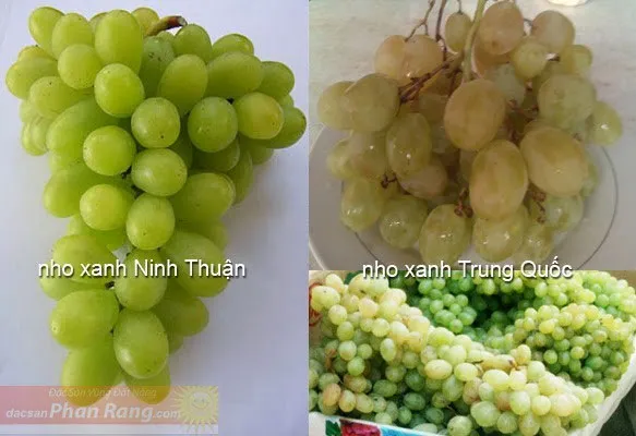 Sự khác biệt giữa nho xanh Trung Quốc và nho Ninh Thuận.