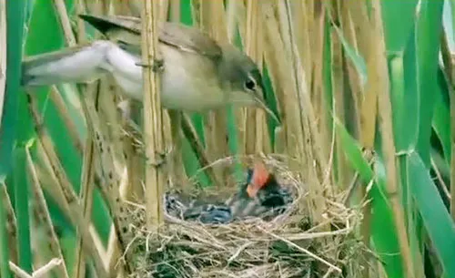 Chim chích mẹ mang thức ăn cho tu hú con Endynamis scolopacea.