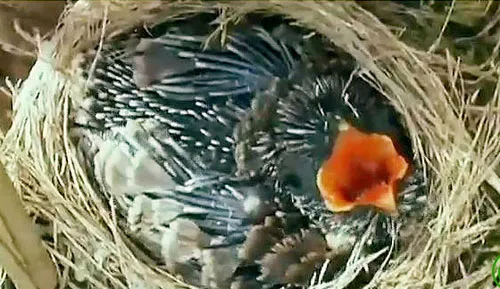Tu hú con kêu réo và đòi nguồn thức ăn từ "bố mẹ nuôi".