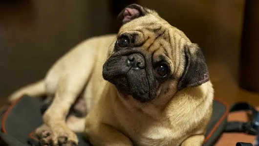 Những con chó thường nghiêng đầu khi chúng ta nói chuyện.