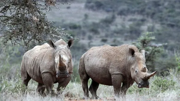 Hai cá thể tê giác trắng phương Bắc ở Kenya.