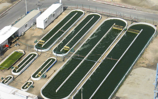 Hình: công nghệ nuôi tảo từ khí thải nhà kính của các nhà máy.