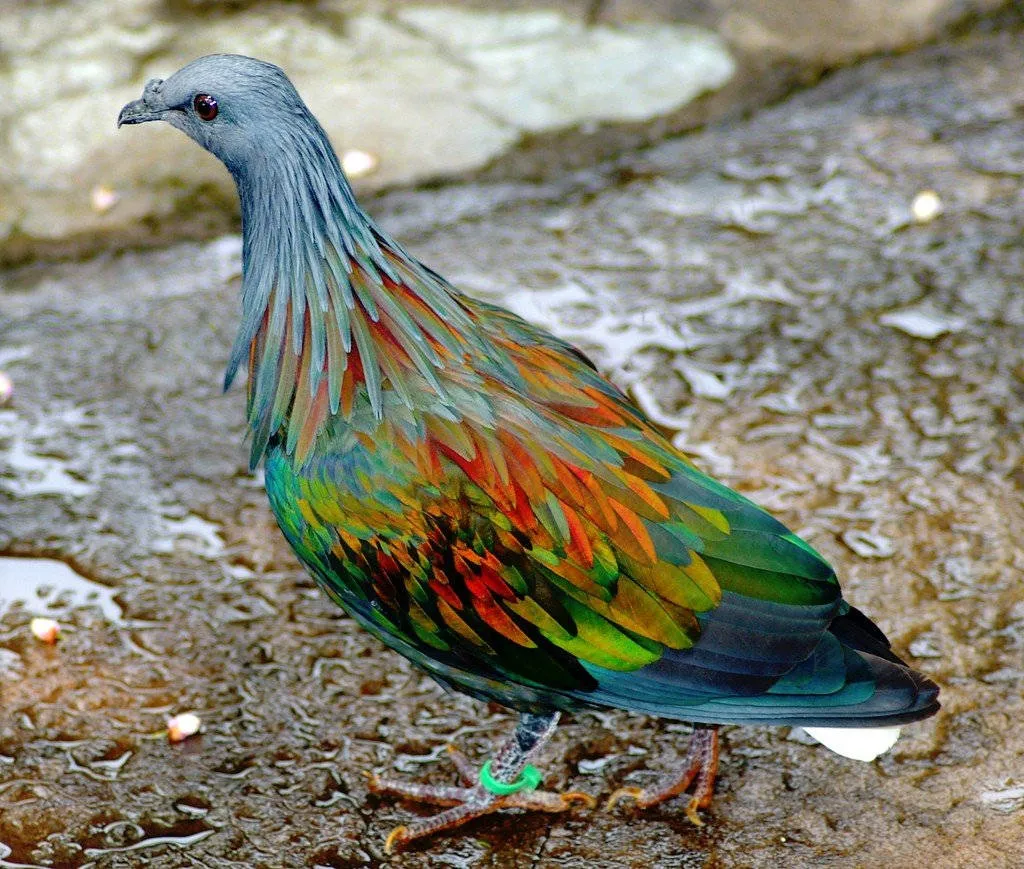 Bồ câu đảo Nicobar