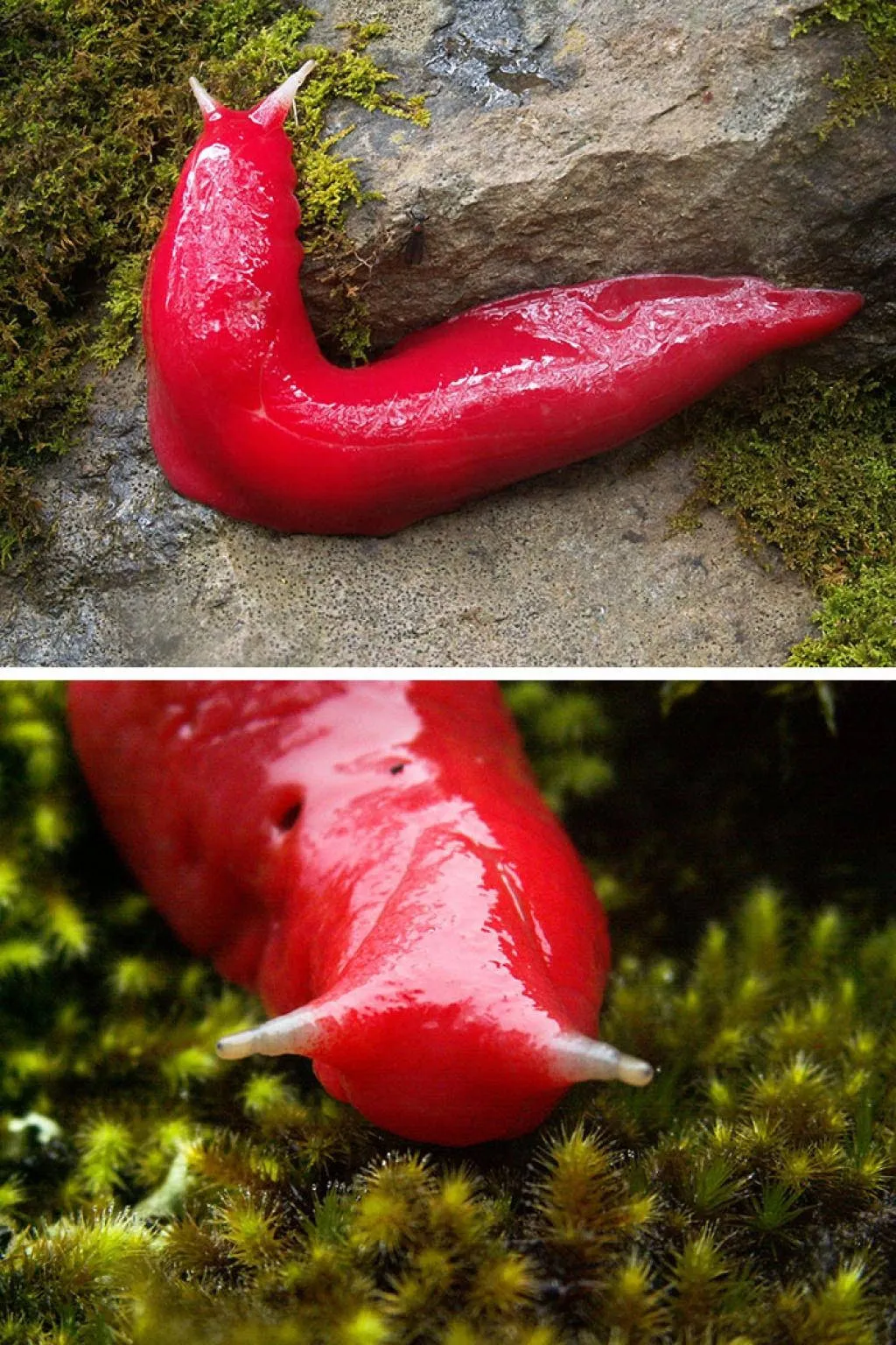 Ốc sên đỏ