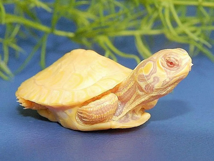 Rùa vàng