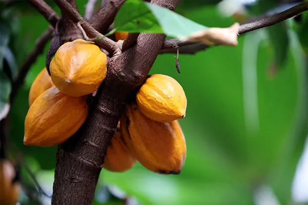 Quả ca cao.
