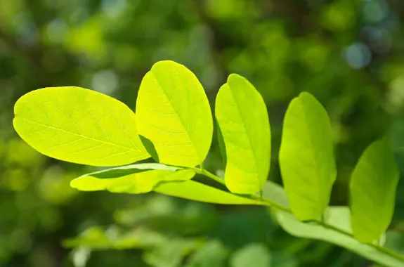 Các phân tử este sinapate phủ trên lá giúp cây chống lại tia cực tím có hại