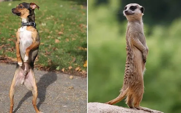Chú chó này rất thích đi bằng hai chân