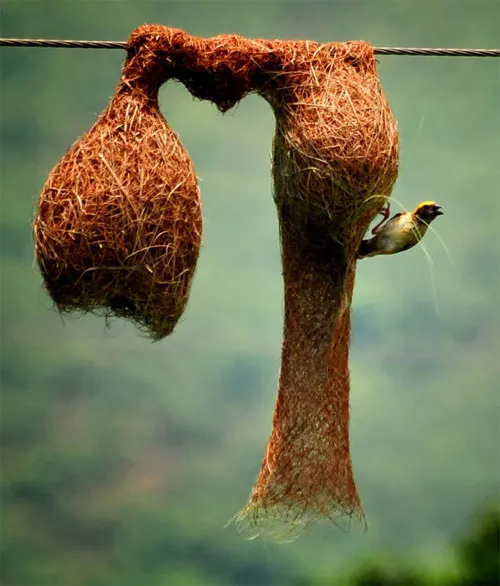 Tổ chim sẻ Baya được xây khá tỉ mỉ và có vẻ ngoài đẹp đẽ, thanh lịch
