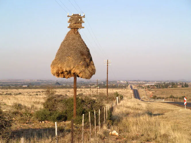 Tổ chim sẻ họ Ploceidae