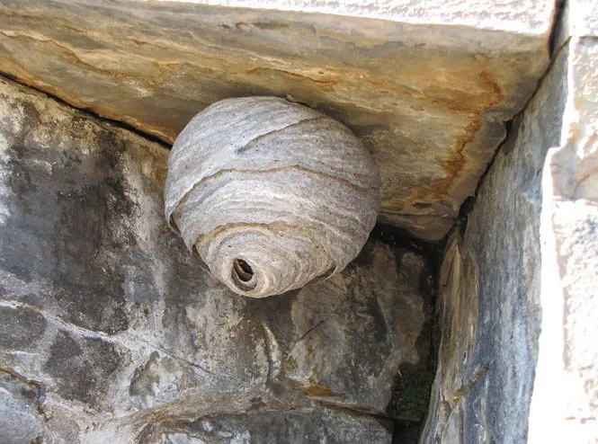 Tổ ong bắp cày