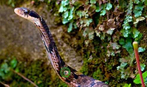 Rắn hổ xiên mắt