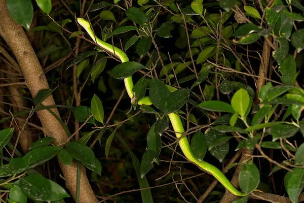 Rắn lục đuôi đỏ là loài có độc
