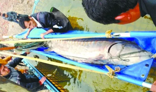 Con cá tầm nặng hơn 350 ở Trung Quốc.