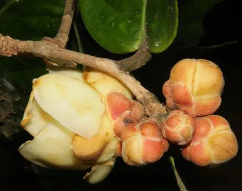 Loài Camellia capitata Orel, Curry & Luu, sp. nov.