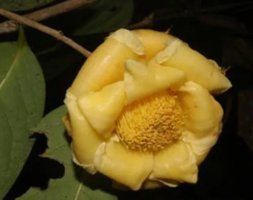 Loài Camellia bugiamapensis Orel, Curry, Luu & Q. D.