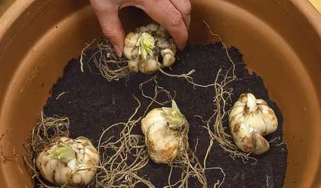 Nên chú ý bước chọn đất và trộn giá thể trong quy trình kỹ thuật trồng hoa.
