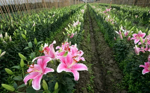 Nắm được kỹ thuật trồng giúp người trồng hoa có được những bông hoa đẹp nhất
