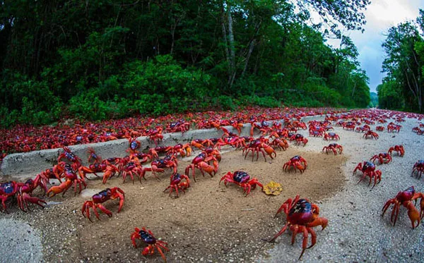 Số lượng đàn cua đỏ di cư rất đông