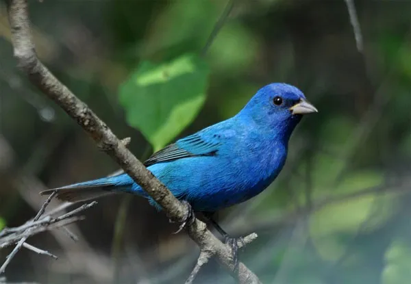 Chim Indigo Bunting