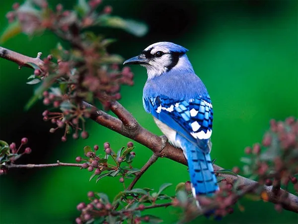 Chim xanh Blue Bird