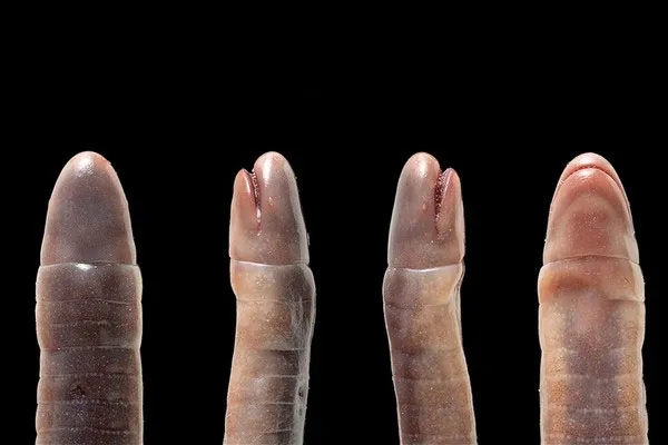 Loài giun ăn thịt mẹ