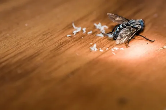 Giòi được nở ra từ ấu trùng trứng ruồi
