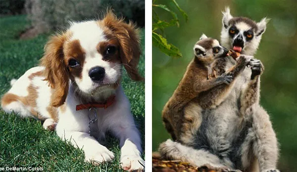 Chó được phát hiện ăn cỏ để chữa chứng đau bụng