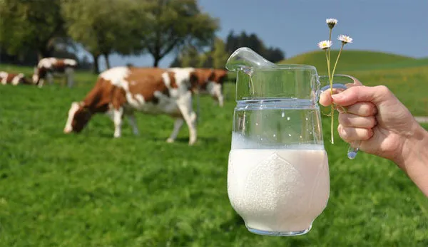 Sữa cũng là nguồn thức ăn bổ dưỡng cao đối với vi khuẩn