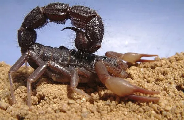 Bọ cạp phun độc Nam Phi (Parabuthus transvaalicus)