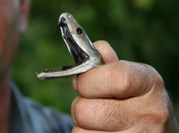 Da của Mamba đen có màu nâu.