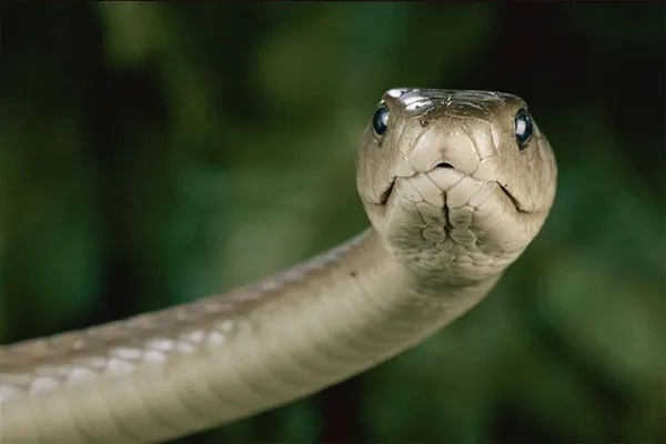 Rắn Mamba đen là một trong những loài rắn độc nhất thế giới