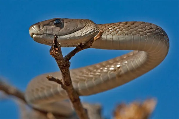 Mamba đen thường săn mồi vào ban ngày và trở về hang để ngủ vào ban đêm.