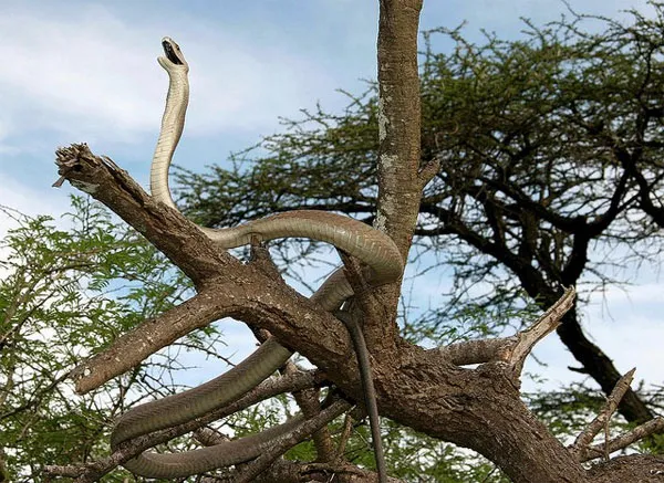 Cảnh tượng một con Mamba đen trên cây.