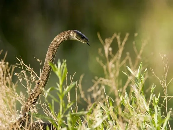 Rắn Mamba đen (Dendroaspis polylepis) là loài rắn bò nhanh nhất thế giới