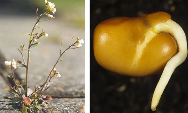 Cây Arabidopsis thaliana